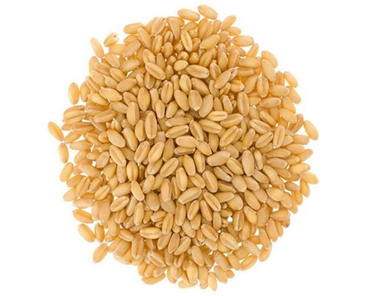 Organic Wheat